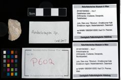 Foto (Objekt + Etikett) von Ambulocapsa sp.  (NHMW-GEO-2014-0194-0602)